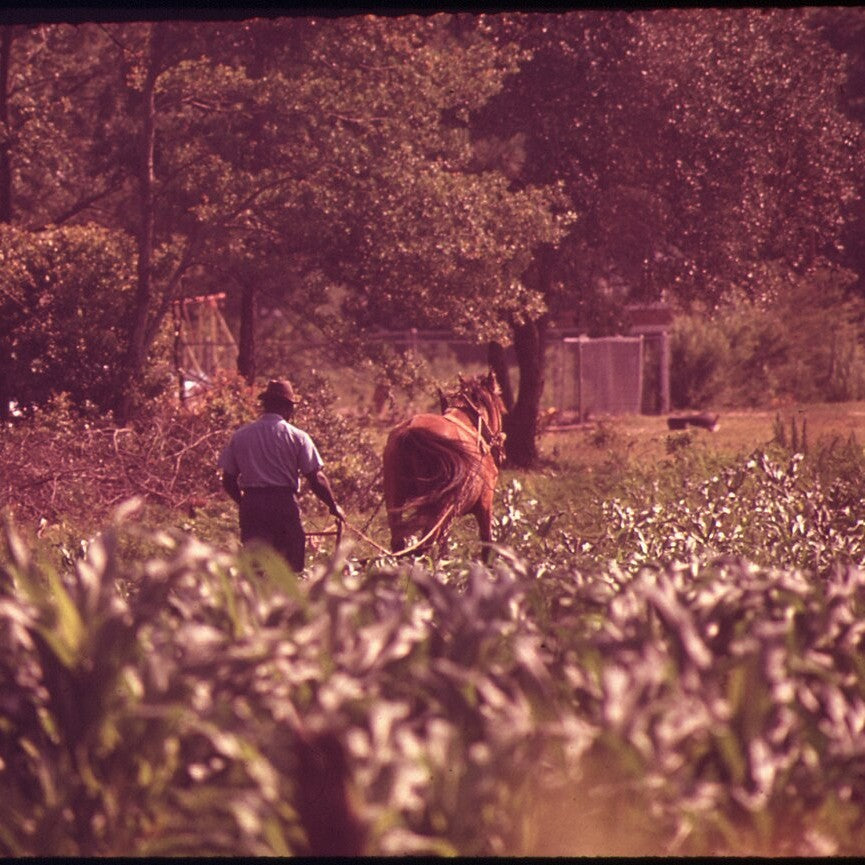 A man plowing a field with a horse